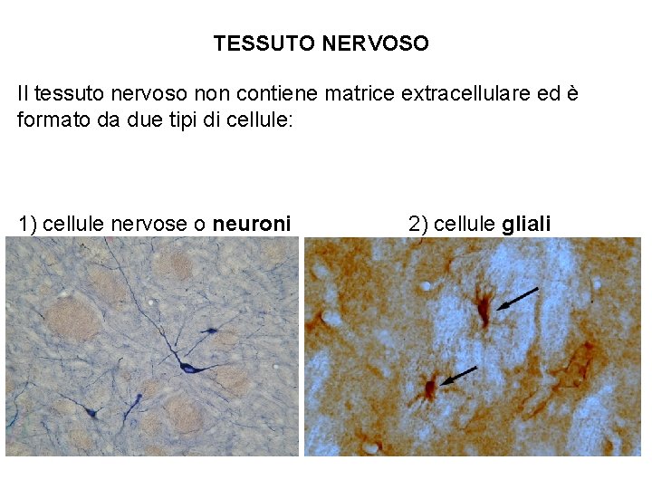 TESSUTO NERVOSO Il tessuto nervoso non contiene matrice extracellulare ed è formato da due