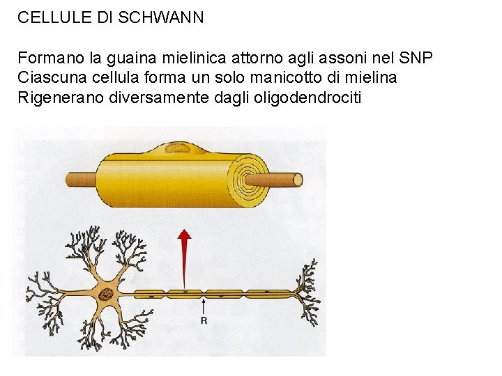 CELLULE DI SCHWANN Formano la guaina mielinica attorno agli assoni nel SNP Ciascuna cellula