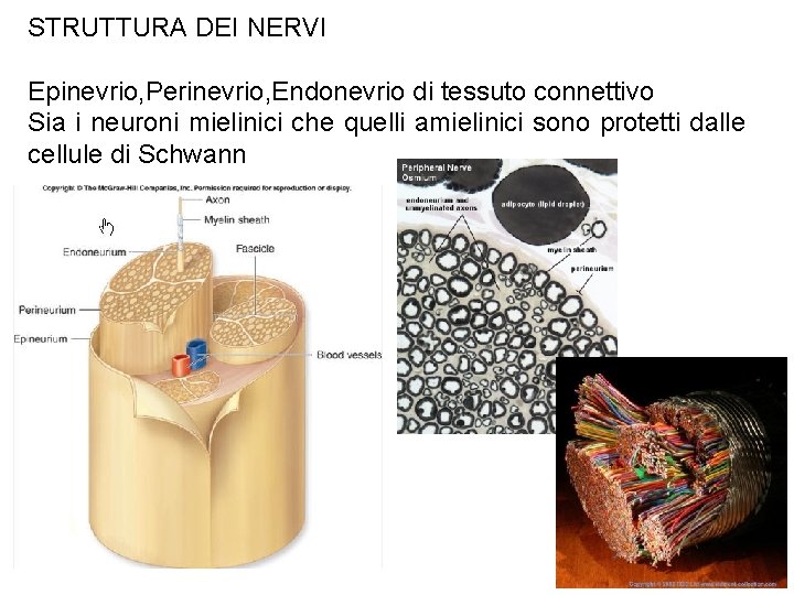 STRUTTURA DEI NERVI Epinevrio, Perinevrio, Endonevrio di tessuto connettivo Sia i neuroni mielinici che