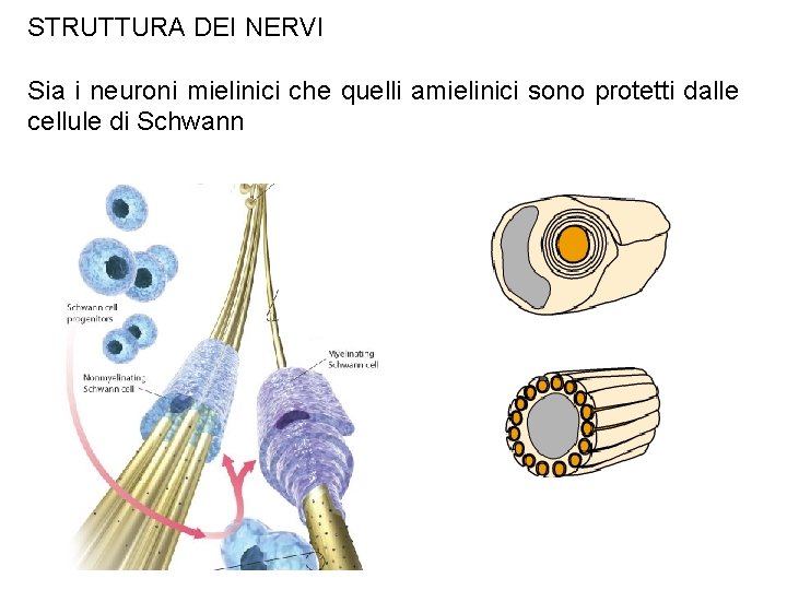 STRUTTURA DEI NERVI Sia i neuroni mielinici che quelli amielinici sono protetti dalle cellule