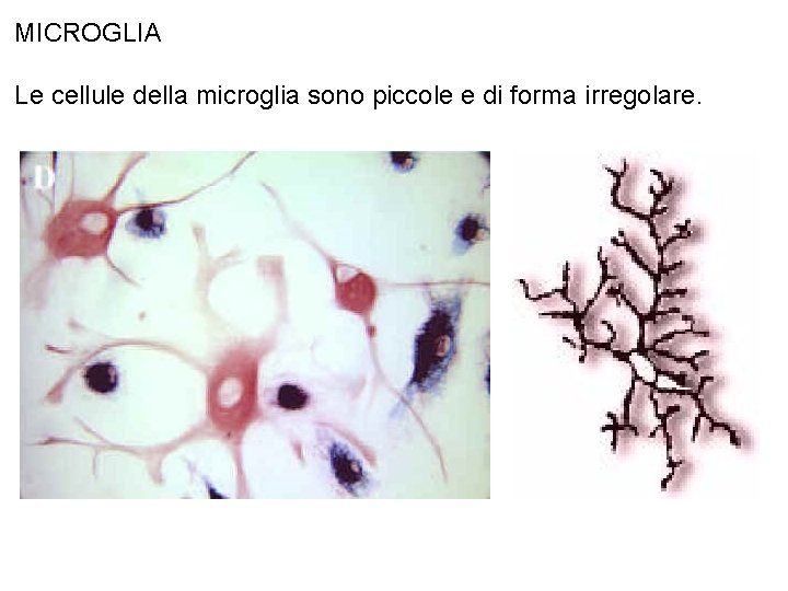 MICROGLIA Le cellule della microglia sono piccole e di forma irregolare. 