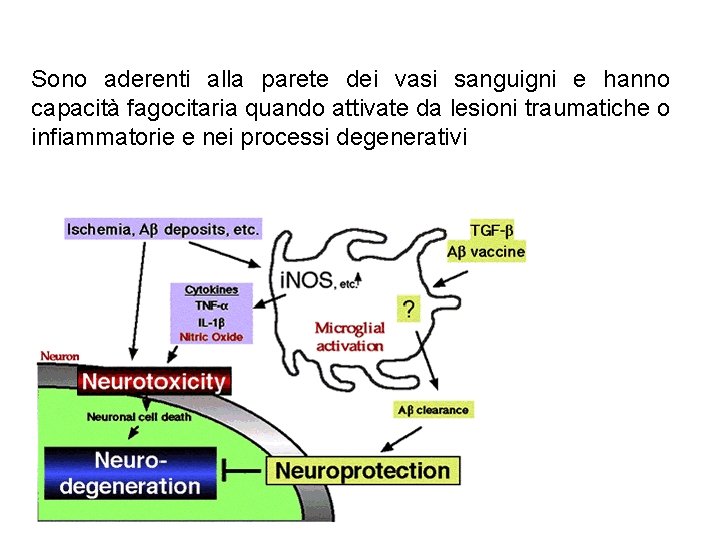 Sono aderenti alla parete dei vasi sanguigni e hanno capacità fagocitaria quando attivate da