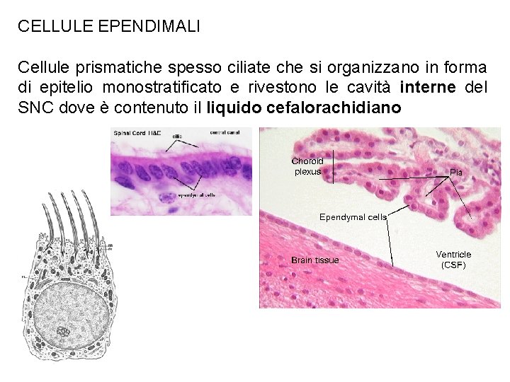 CELLULE EPENDIMALI Cellule prismatiche spesso ciliate che si organizzano in forma di epitelio monostratificato