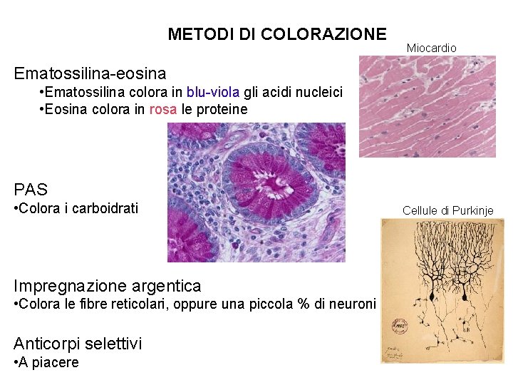 METODI DI COLORAZIONE Miocardio Ematossilina-eosina • Ematossilina colora in blu-viola gli acidi nucleici •