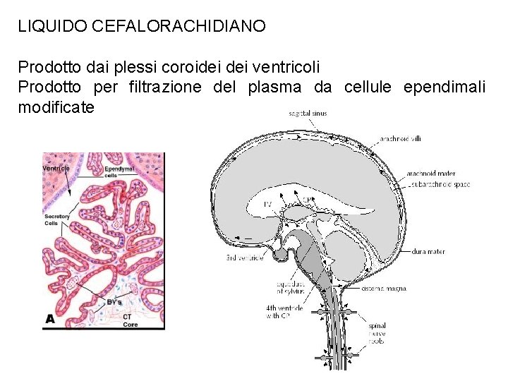 LIQUIDO CEFALORACHIDIANO Prodotto dai plessi coroidei ventricoli Prodotto per filtrazione del plasma da cellule