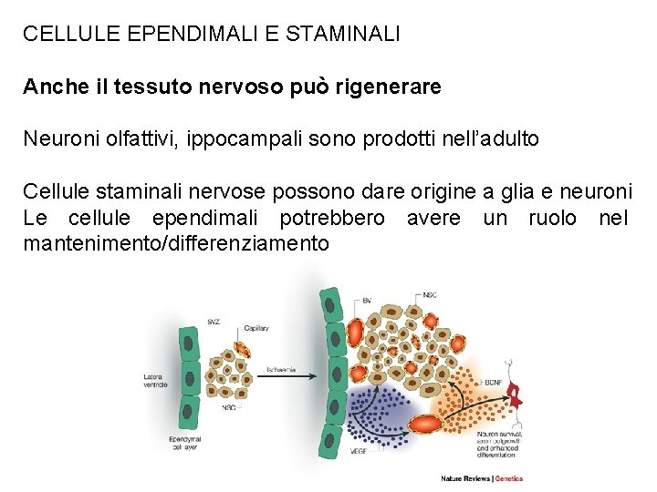 CELLULE EPENDIMALI E STAMINALI Anche il tessuto nervoso può rigenerare Neuroni olfattivi, ippocampali sono