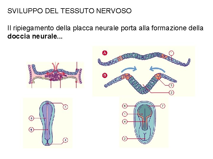 SVILUPPO DEL TESSUTO NERVOSO Il ripiegamento della placca neurale porta alla formazione della doccia