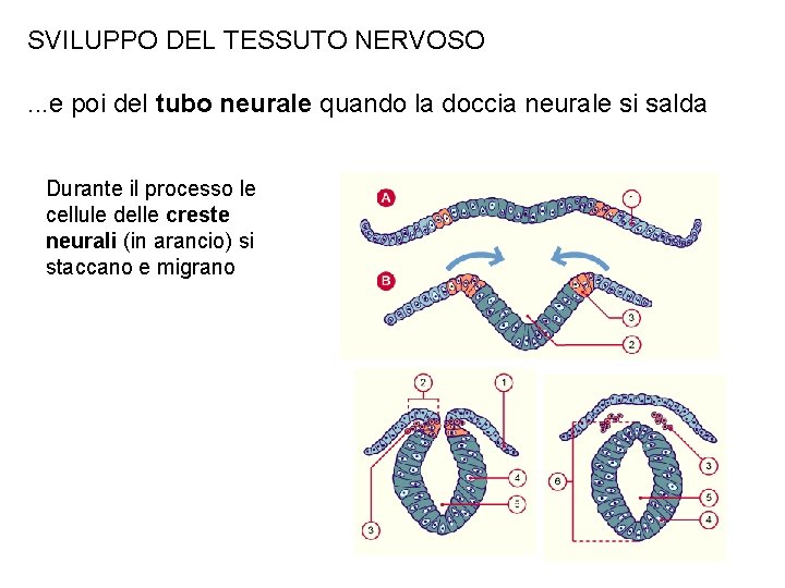 SVILUPPO DEL TESSUTO NERVOSO. . . e poi del tubo neurale quando la doccia