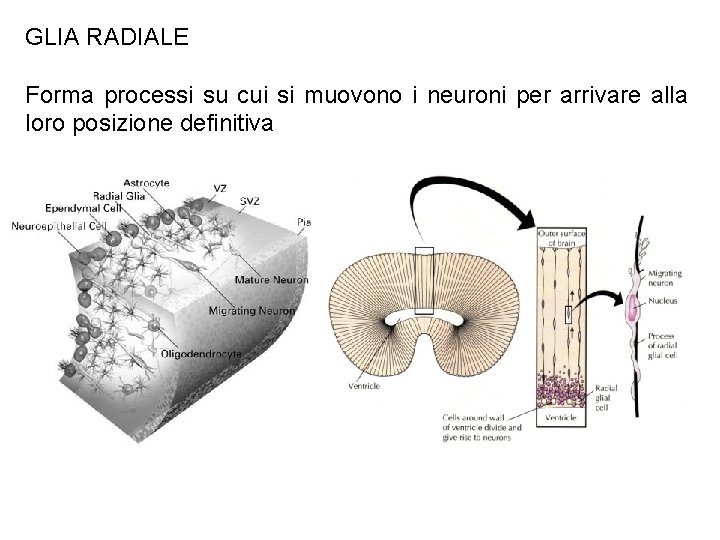 GLIA RADIALE Forma processi su cui si muovono i neuroni per arrivare alla loro