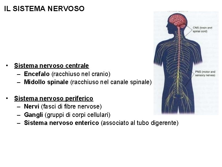 IL SISTEMA NERVOSO • Sistema nervoso centrale – Encefalo (racchiuso nel cranio) – Midollo