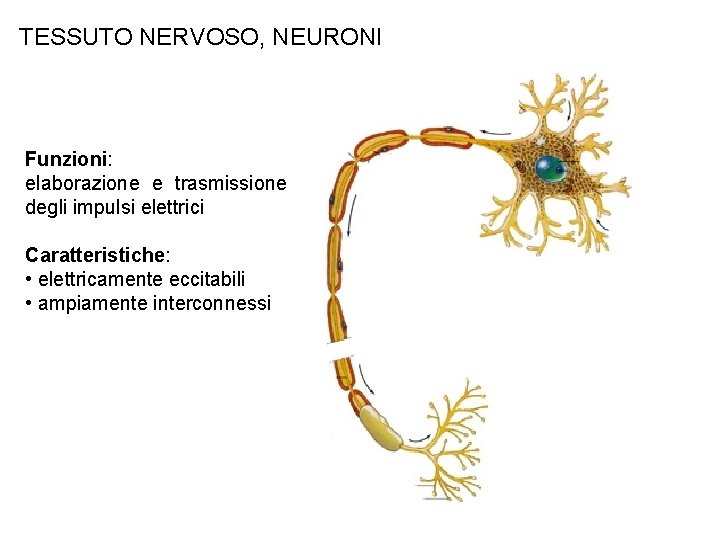 TESSUTO NERVOSO, NEURONI Funzioni: elaborazione e trasmissione degli impulsi elettrici Caratteristiche: • elettricamente eccitabili