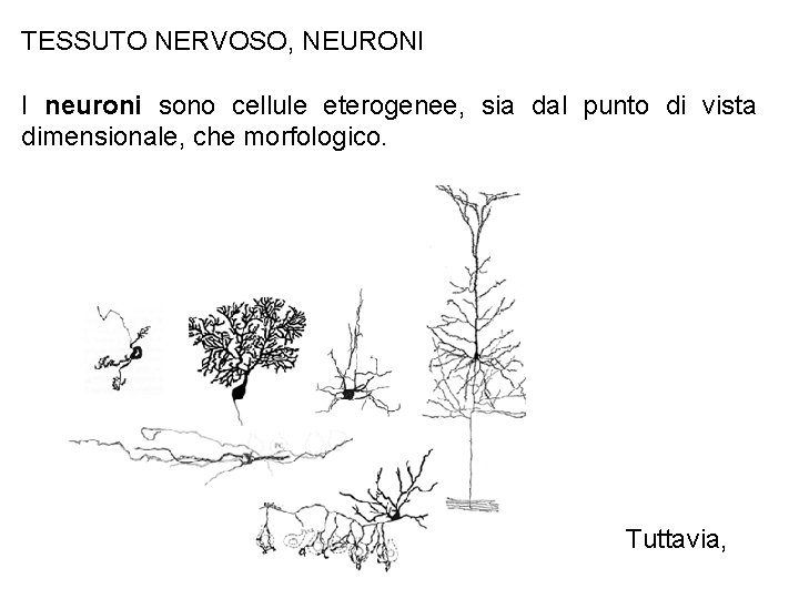 TESSUTO NERVOSO, NEURONI I neuroni sono cellule eterogenee, sia dal punto di vista dimensionale,