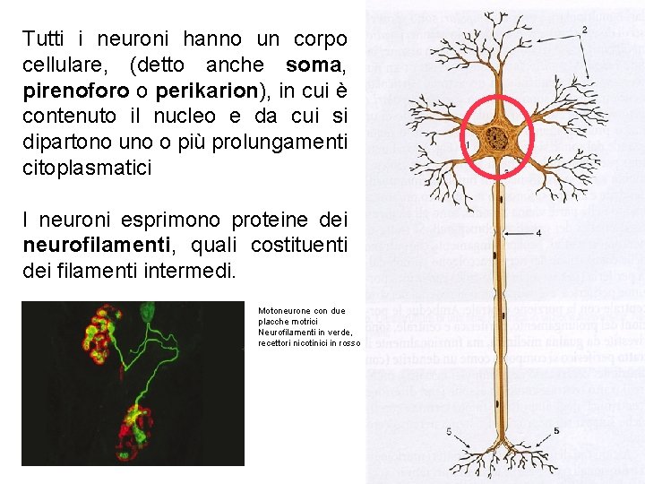 Tutti i neuroni hanno un corpo cellulare, (detto anche soma, pirenoforo o perikarion), in