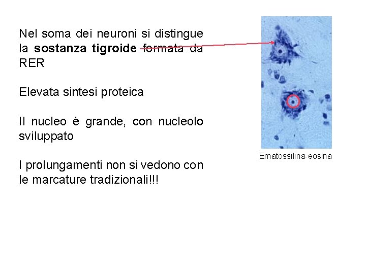 Nel soma dei neuroni si distingue la sostanza tigroide formata da RER Elevata sintesi
