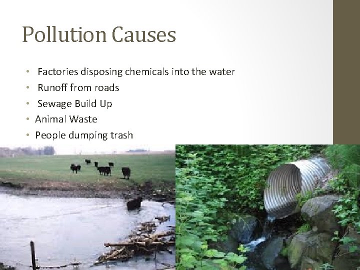 Pollution Causes • • • Factories disposing chemicals into the water Runoff from roads