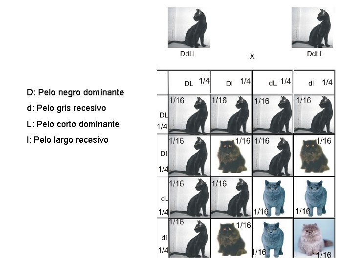 D: Pelo negro dominante d: Pelo gris recesivo L: Pelo corto dominante l: Pelo D: Pelo negro dominante d: Pelo gris recesivo L: Pelo corto dominante l: Pelo