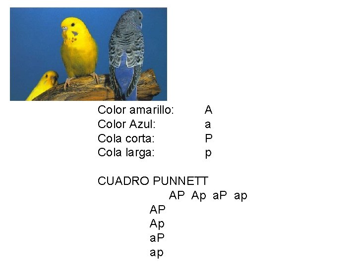 Color amarillo: Color Azul: Cola corta: Cola larga: A a P p CUADRO PUNNETT Color amarillo: Color Azul: Cola corta: Cola larga: A a P p CUADRO PUNNETT
