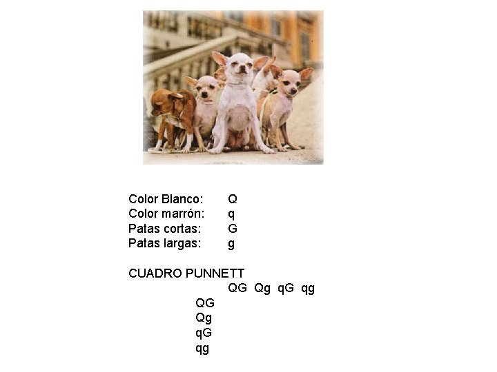 Color Blanco: Color marrón: Patas cortas: Patas largas: Q q G g CUADRO PUNNETT Color Blanco: Color marrón: Patas cortas: Patas largas: Q q G g CUADRO PUNNETT