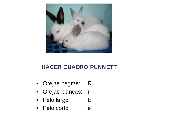 HACER CUADRO PUNNETT • • Orejas negras: Orejas blancas: Pelo largo: Pelo corto: R HACER CUADRO PUNNETT • • Orejas negras: Orejas blancas: Pelo largo: Pelo corto: R