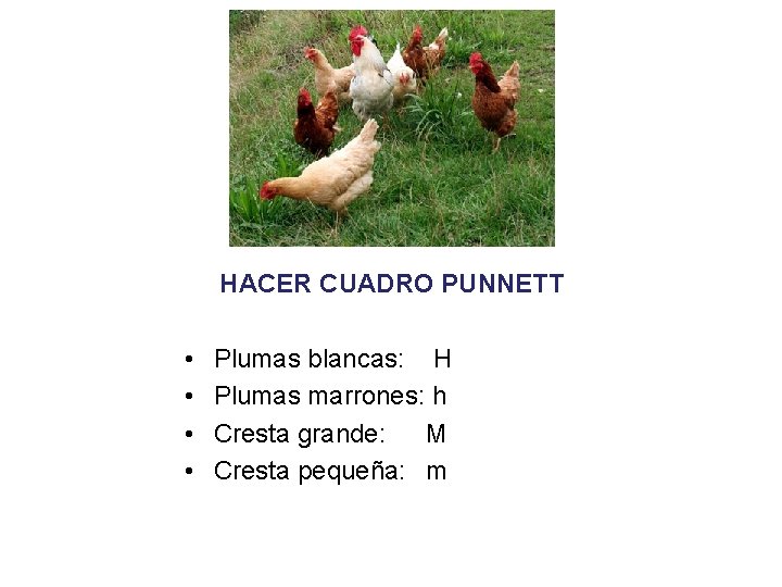 HACER CUADRO PUNNETT • • Plumas blancas: H Plumas marrones: h Cresta grande: M HACER CUADRO PUNNETT • • Plumas blancas: H Plumas marrones: h Cresta grande: M