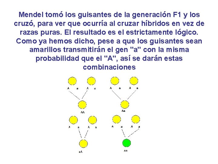 Mendel tomó los guisantes de la generación F 1 y los cruzó, para ver Mendel tomó los guisantes de la generación F 1 y los cruzó, para ver