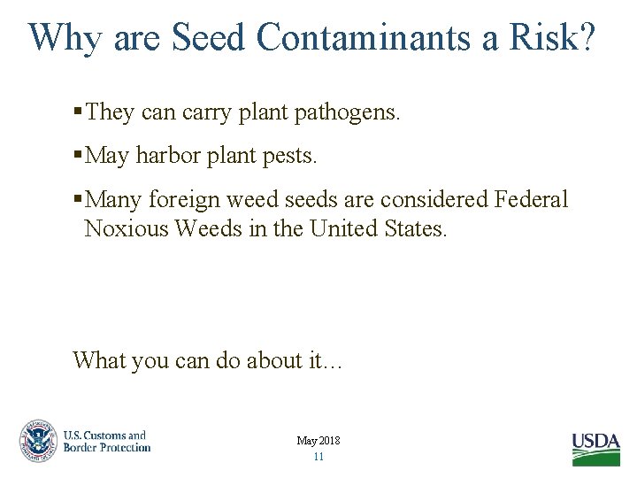 Why are Seed Contaminants a Risk? §They can carry plant pathogens. §May harbor plant