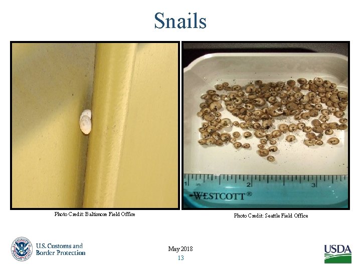 Snails Photo Credit: Baltimore Field Office Photo Credit: Seattle Field Office May 2018 13