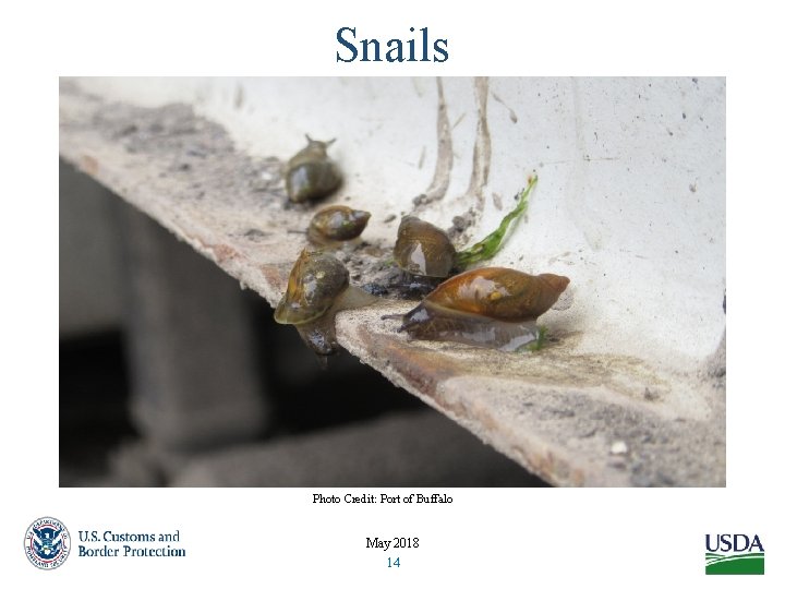 Snails Photo Credit: Port of Buffalo May 2018 14 