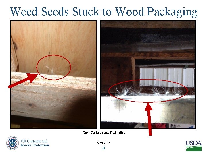 Weed Seeds Stuck to Wood Packaging Photo Credit: Seattle Field Office May 2018 21