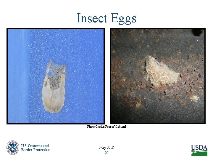 Insect Eggs Photo Credit: Port of Oakland May 2018 25 