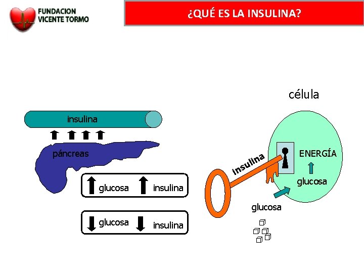 ¿QUÉ ES LA INSULINA? célula insulina páncreas na i l u ins glucosa insulina
