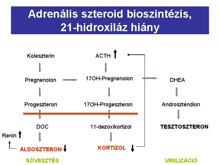 Adrenális szteroid bioszintézis, 21 -hidroxiláz hiány Koleszterin ACTH Pregnenolon 17 OH-Pregnenolon Progeszteron 17 OH-Progeszteron