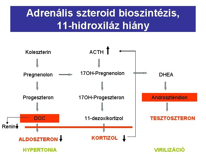 Adrenális szteroid bioszintézis, 11 -hidroxiláz hiány Koleszterin ACTH Pregnenolon 17 OH-Pregnenolon Progeszteron 17 OH-Progeszteron