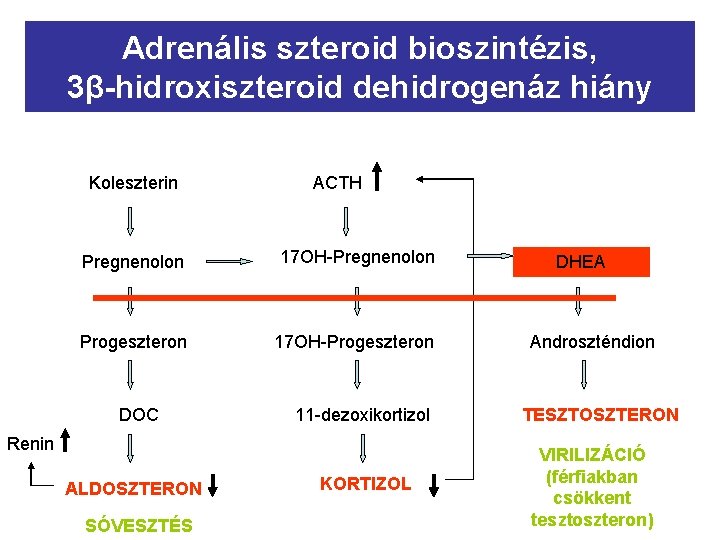 Adrenális szteroid bioszintézis, 3β-hidroxiszteroid dehidrogenáz hiány Koleszterin ACTH Pregnenolon 17 OH-Pregnenolon Progeszteron 17 OH-Progeszteron