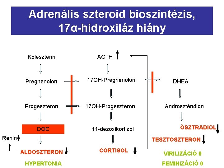 Adrenális szteroid bioszintézis, 17α-hidroxiláz hiány Koleszterin ACTH Pregnenolon 17 OH-Pregnenolon Progeszteron 17 OH-Progeszteron DOC