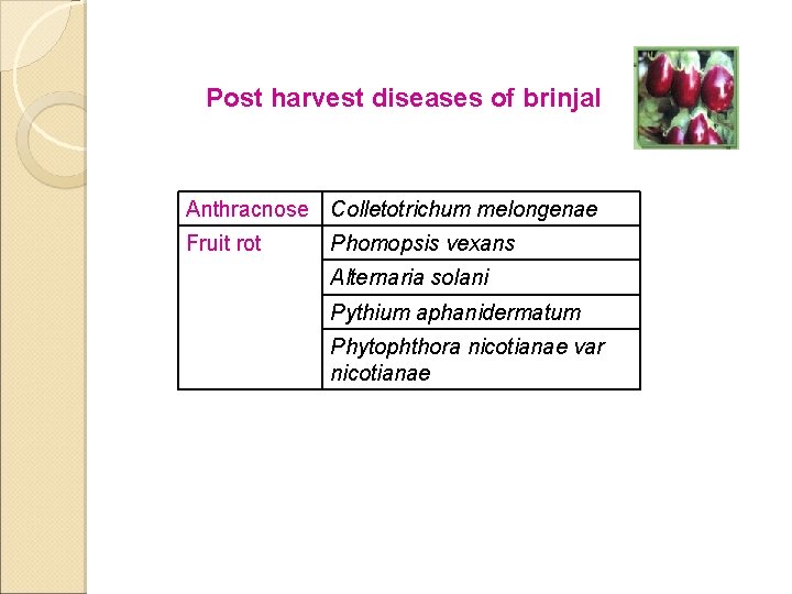 Post harvest diseases of brinjal Anthracnose Colletotrichum melongenae Fruit rot Phomopsis vexans Alternaria solani