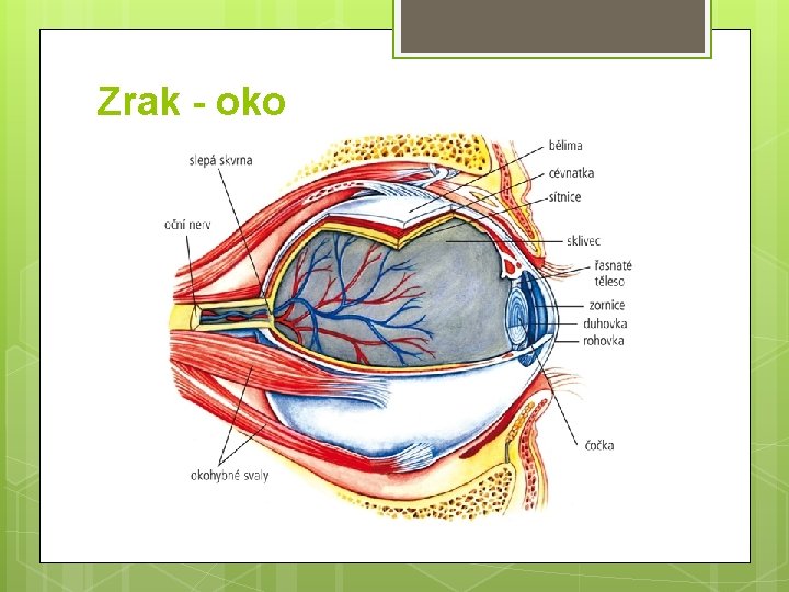 Zrak - oko 