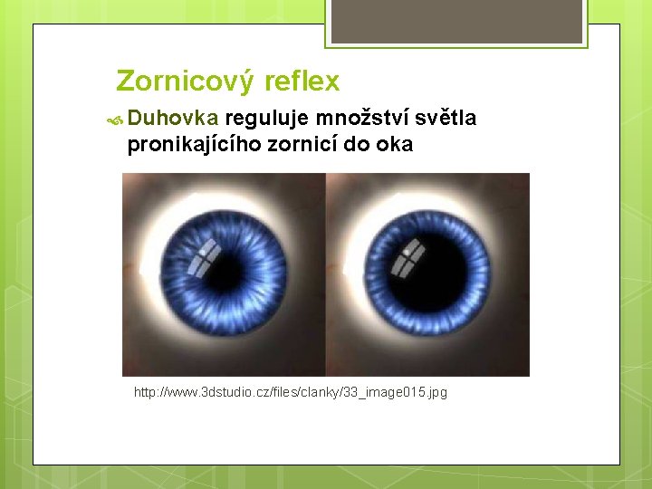 Zornicový reflex Duhovka reguluje množství světla pronikajícího zornicí do oka http: //www. 3 dstudio.