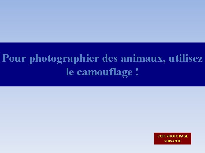 Pour photographier des animaux, utilisez le camouflage ! VOIR PHOTO PAGE SUIVANTE 