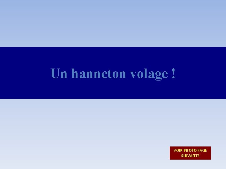 Un hanneton volage ! VOIR PHOTO PAGE SUIVANTE 