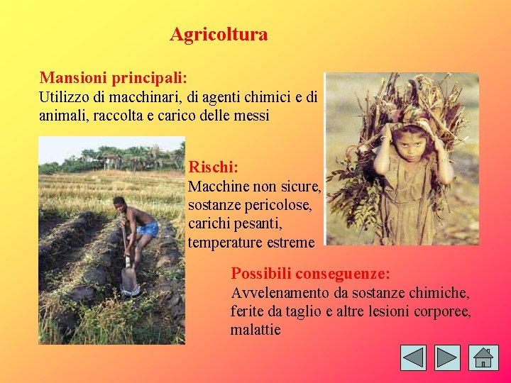 Agricoltura Mansioni principali: Utilizzo di macchinari, di agenti chimici e di animali, raccolta e