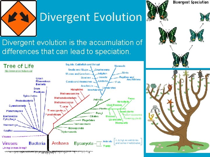 Divergent Evolution Divergent evolution is the accumulation of differences that can lead to speciation.