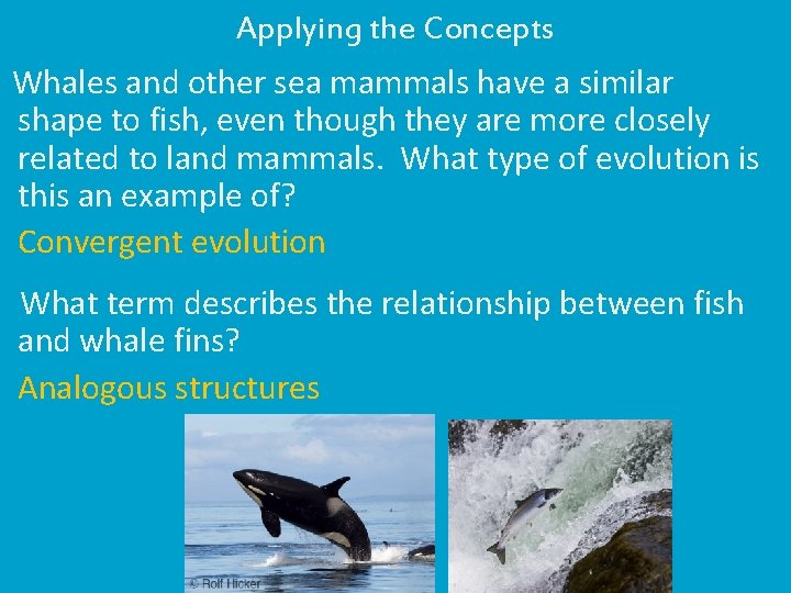 Applying the Concepts Whales and other sea mammals have a similar shape to fish,
