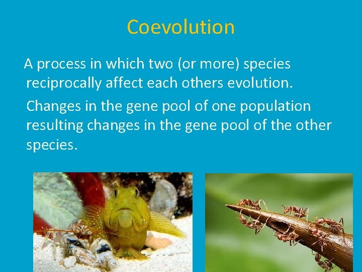 Coevolution A process in which two (or more) species reciprocally affect each others evolution.