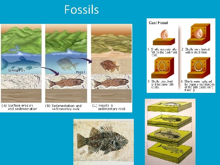 Fossils 