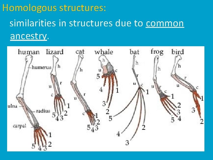 Homologous structures: similarities in structures due to common ancestry. 