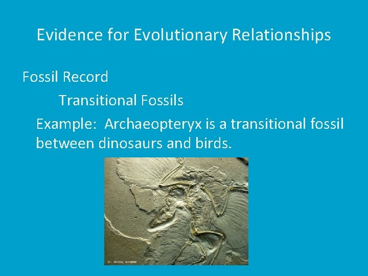 Evidence for Evolutionary Relationships Fossil Record Transitional Fossils Example: Archaeopteryx is a transitional fossil