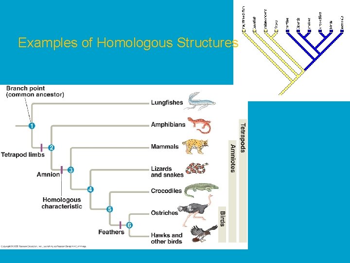 Examples of Homologous Structures 