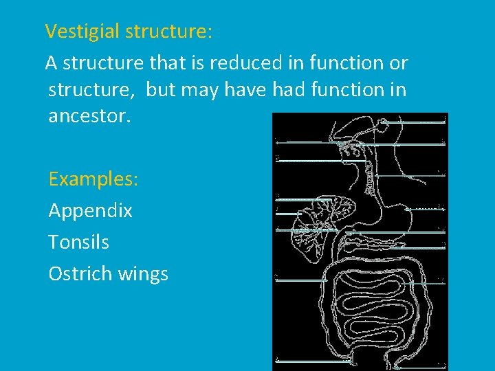 Vestigial structure: A structure that is reduced in function or structure, but may have