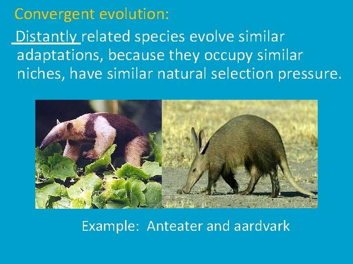 Convergent evolution: Distantly related species evolve similar adaptations, because they occupy similar niches, have